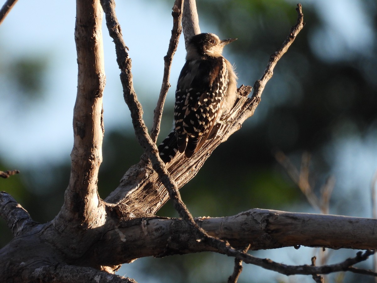 White-fronted Woodpecker - Más Aves