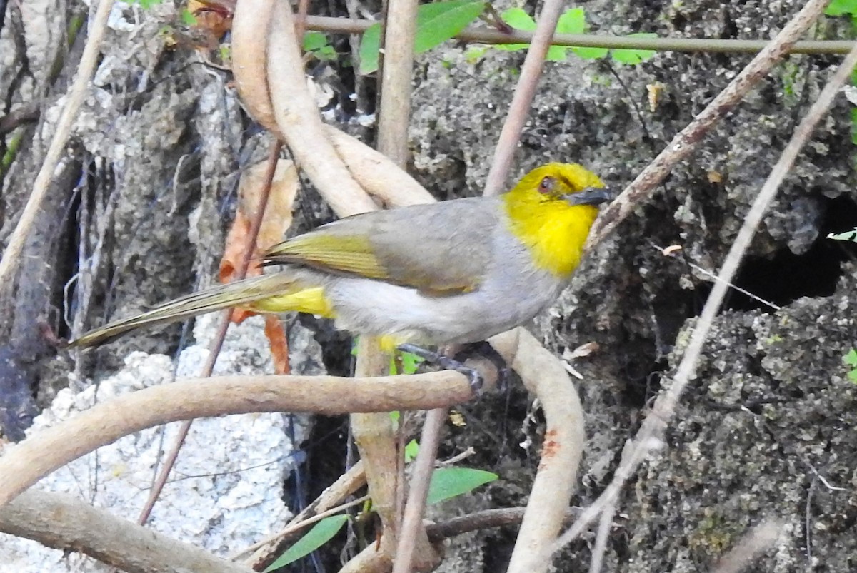 Bulbul à menton jaune - ML616540534