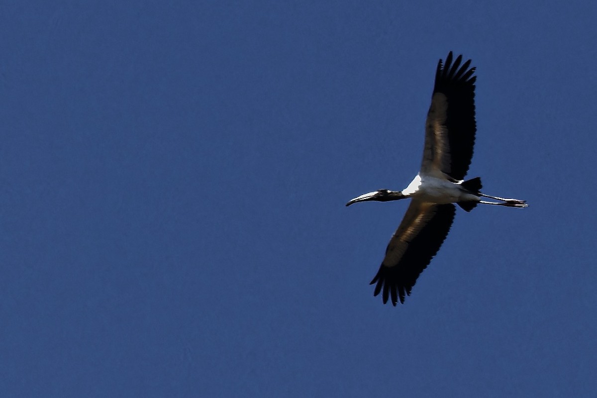 Wood Stork - ML616540540