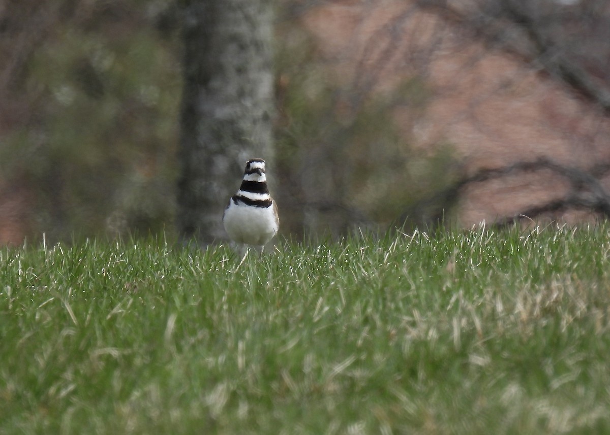 Killdeer - Cathy Weiner