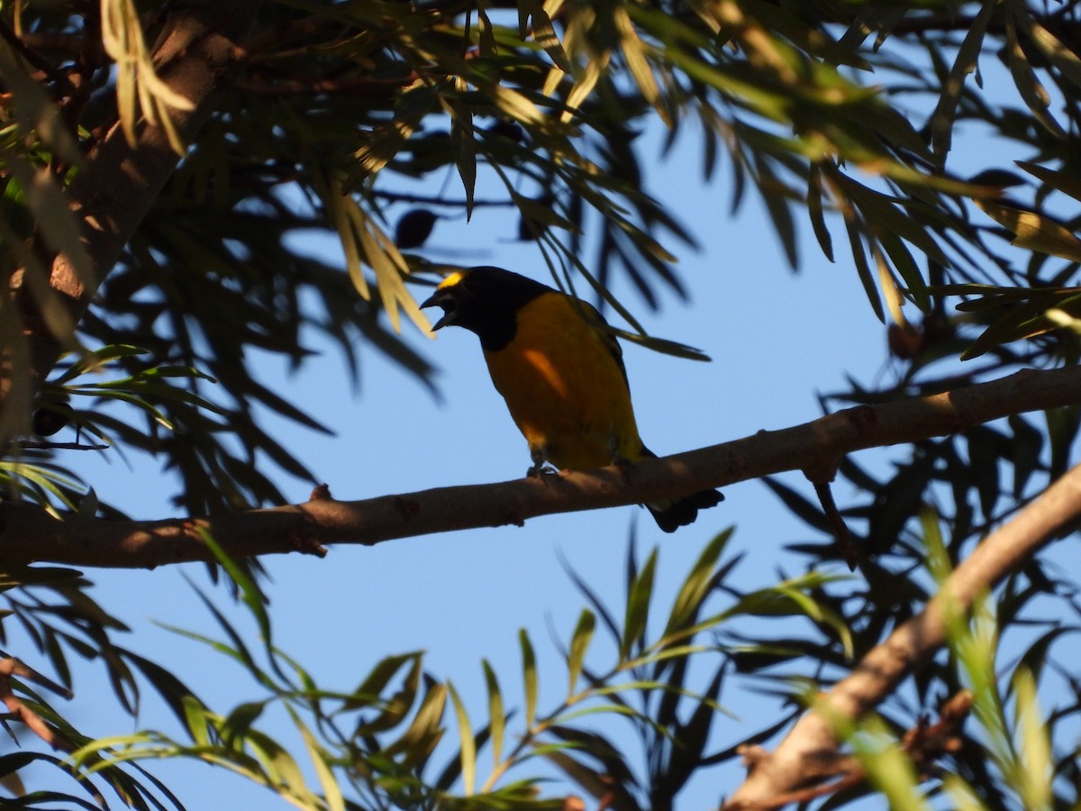 Purple-throated Euphonia - Más Aves