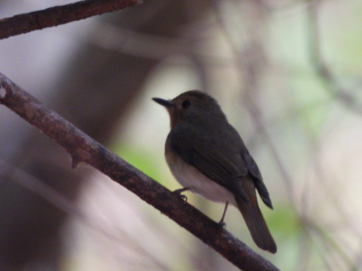 Blue-throated Flycatcher - ML616540579