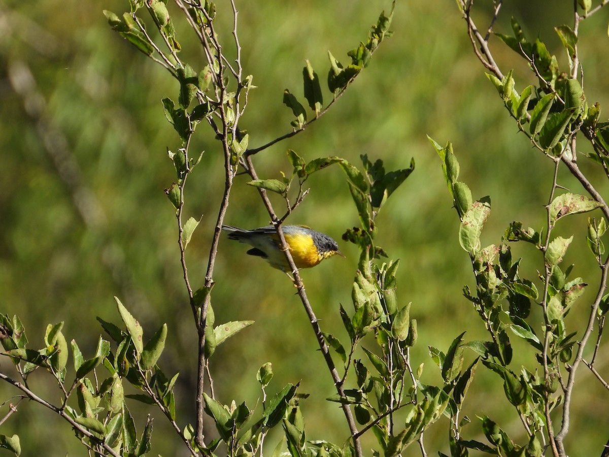 Tropical Parula - Más Aves