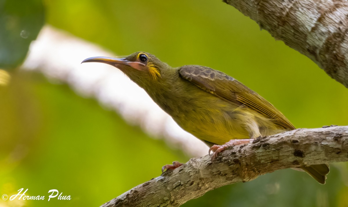 Yellow-eared Spiderhunter - Herman Phua