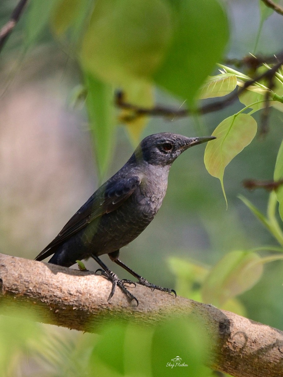 thrush sp. - ML616540648