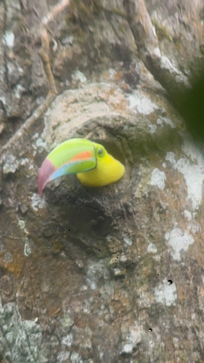 Keel-billed Toucan - ML616540662