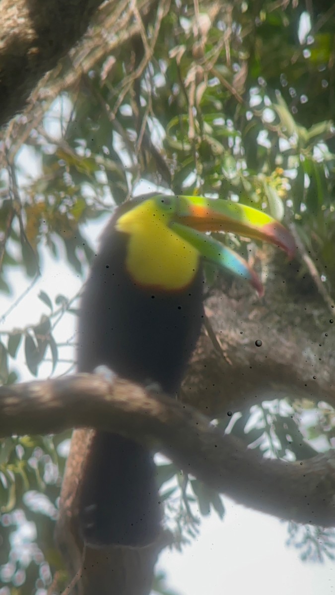 Toucan à carène - ML616540663