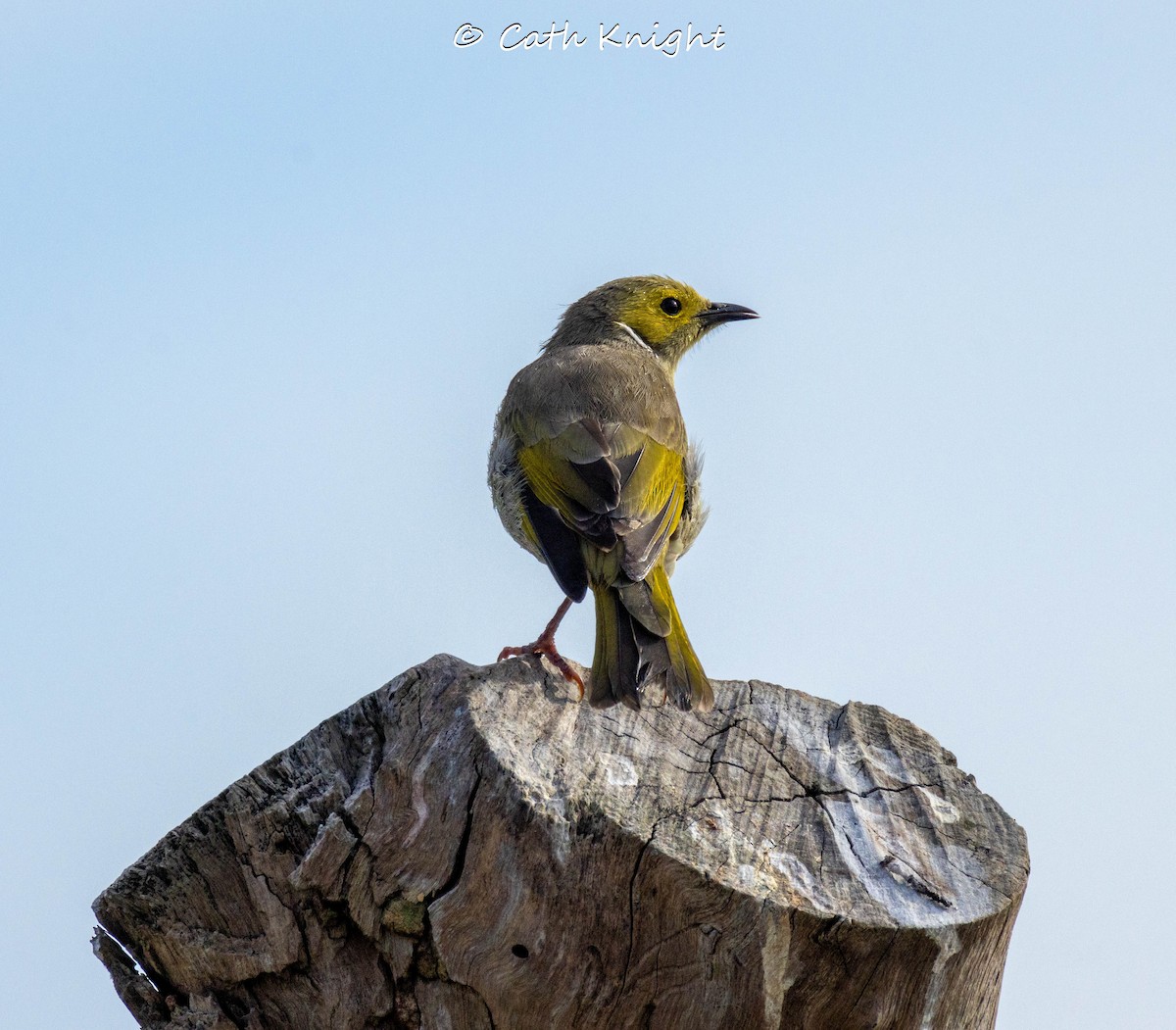 White-plumed Honeyeater - ML616540673