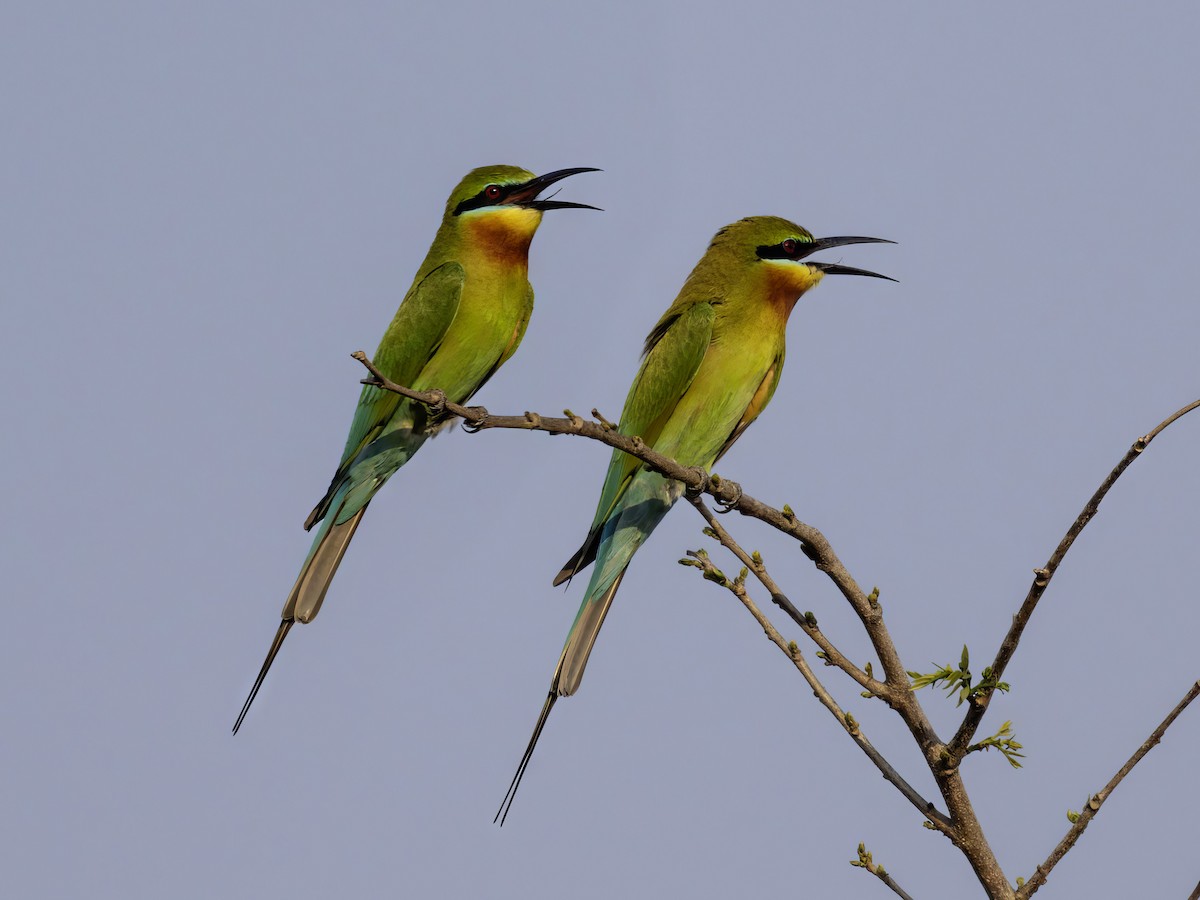 Blue-tailed Bee-eater - ML616540734