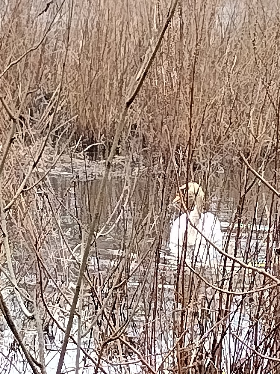 Mute Swan - ML616540775