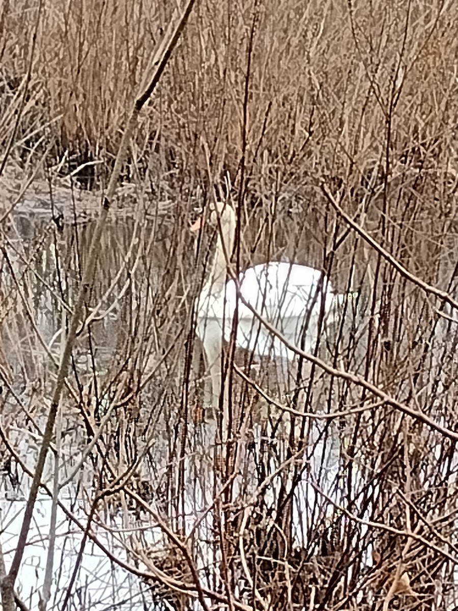 Mute Swan - Joseph MacConnell