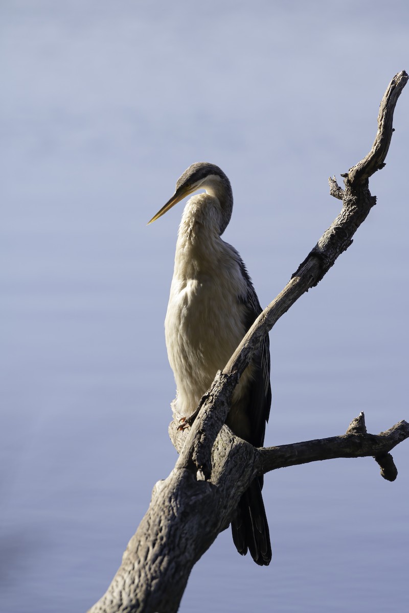 Austral-Schlangenhalsvogel - ML616540780