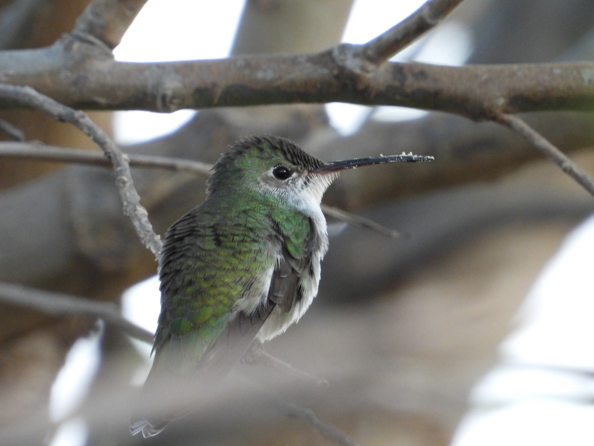 White-bellied Hummingbird - ML616540797