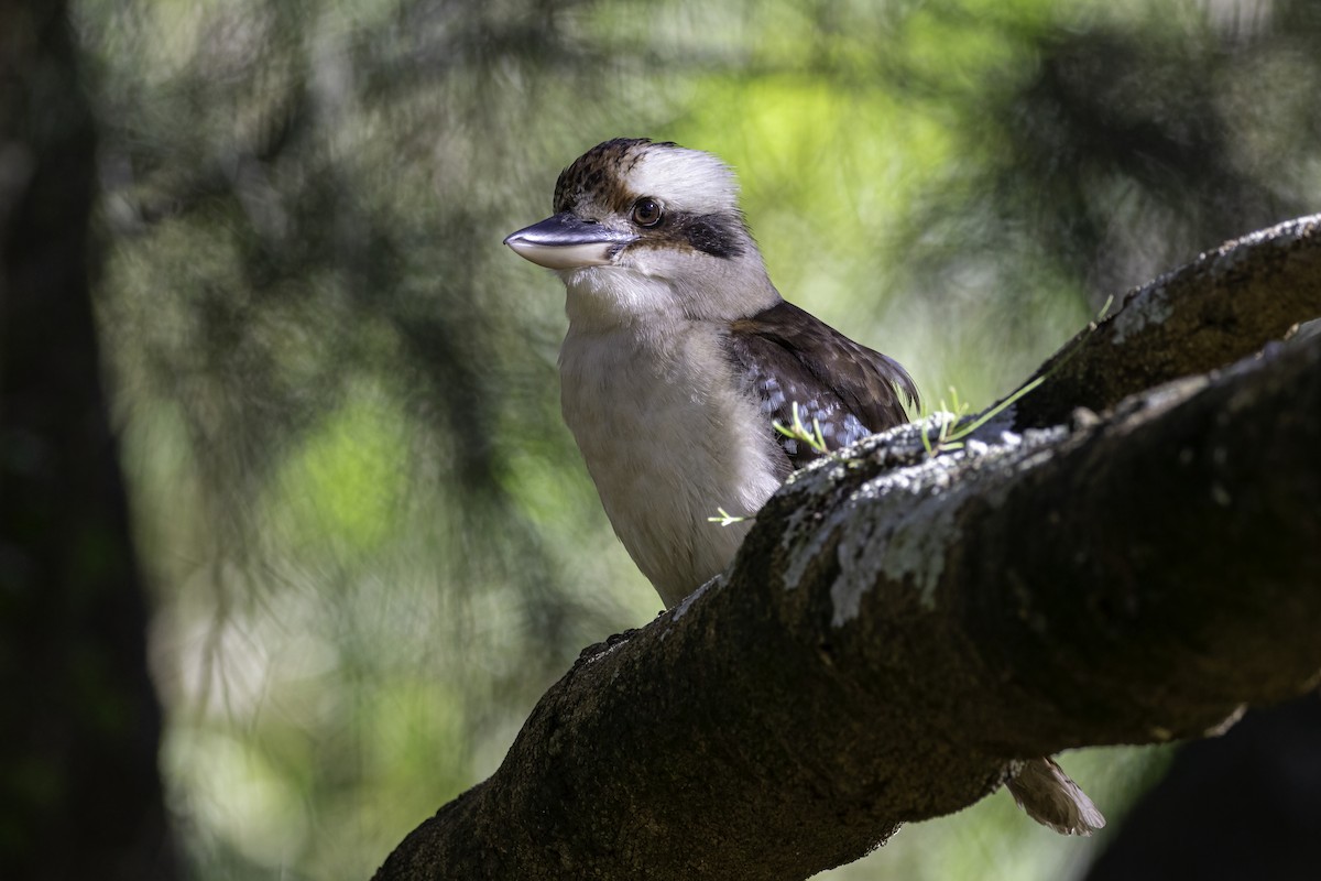 Laughing Kookaburra - ML616540798