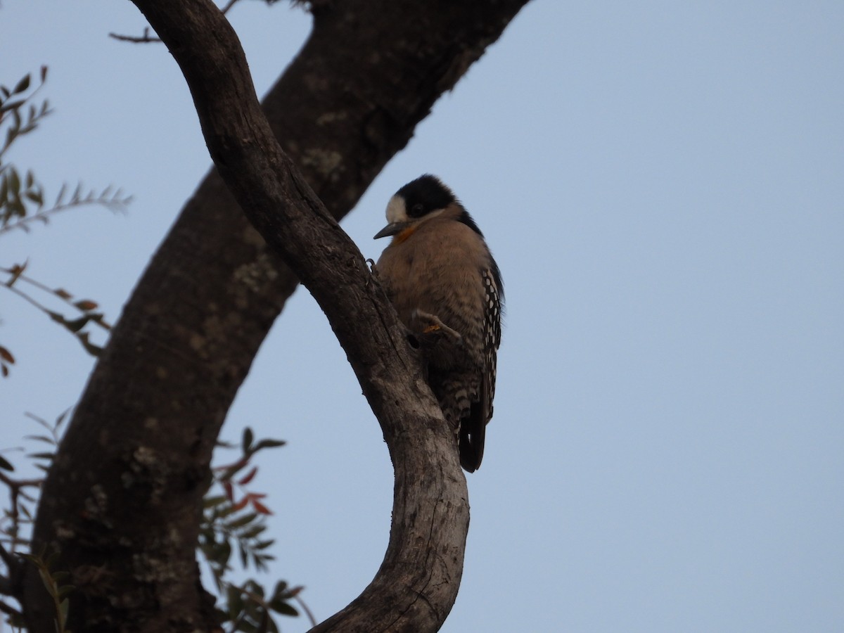 White-fronted Woodpecker - ML616540807