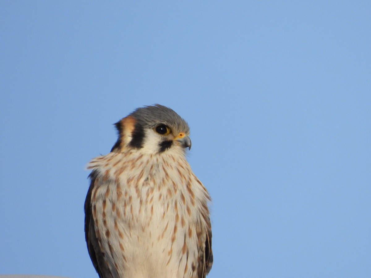 American Kestrel - ML616540813