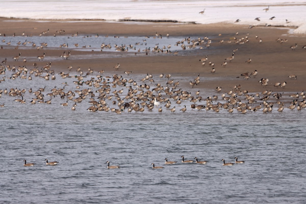 Snow Goose - Jordan Janzen