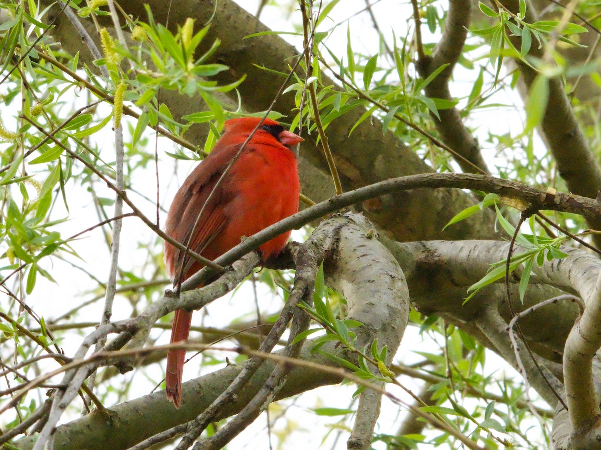 Cardinal rouge - ML616540820