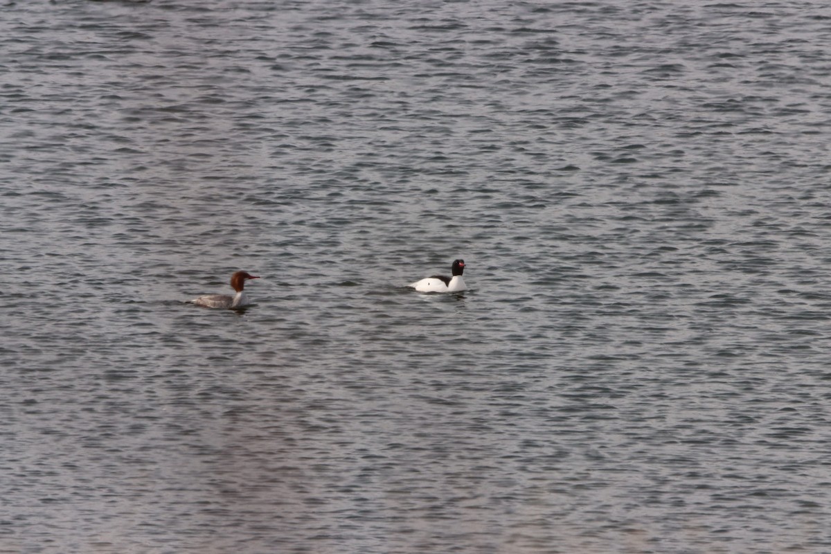 Common Merganser - Jordan Janzen