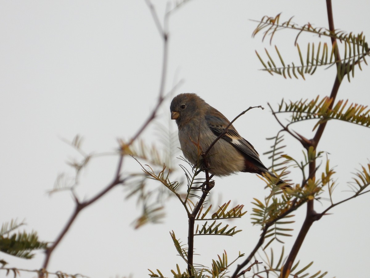 Band-tailed Seedeater - ML616540878