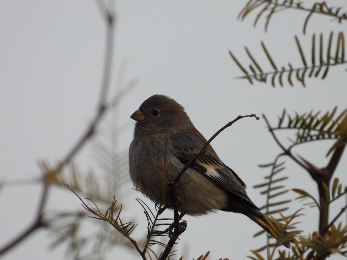 Band-tailed Seedeater - ML616540879