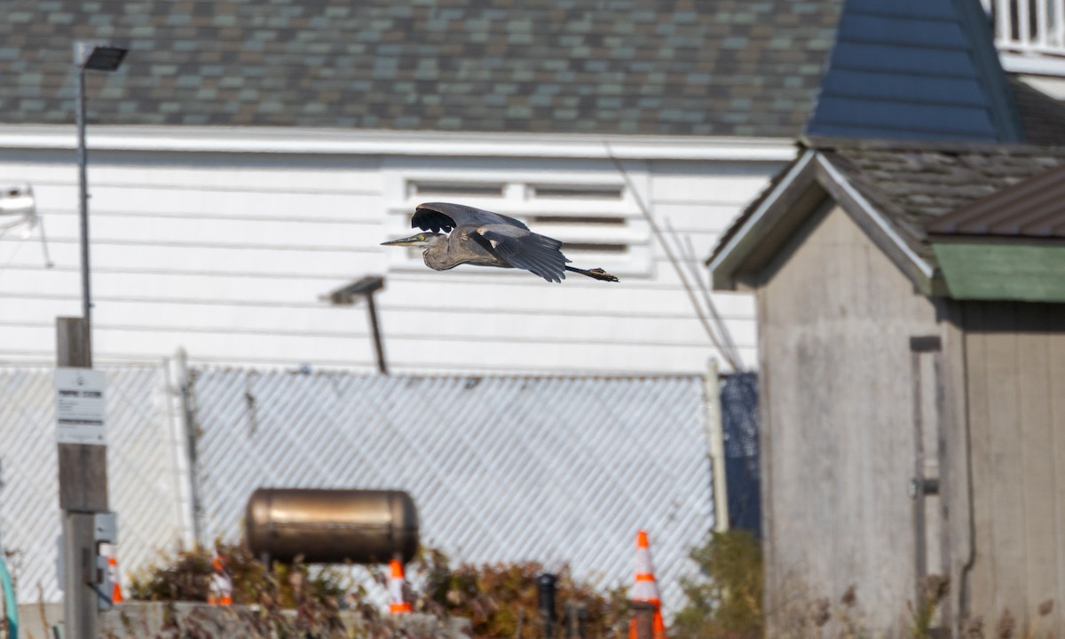 Great Blue Heron - ML616540894