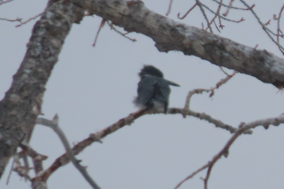 Belted Kingfisher - ML616540923