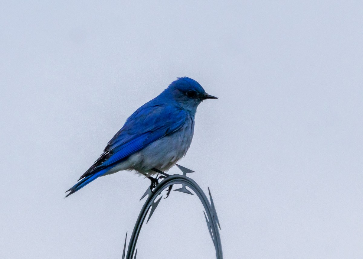Mountain Bluebird - Ian Burgess