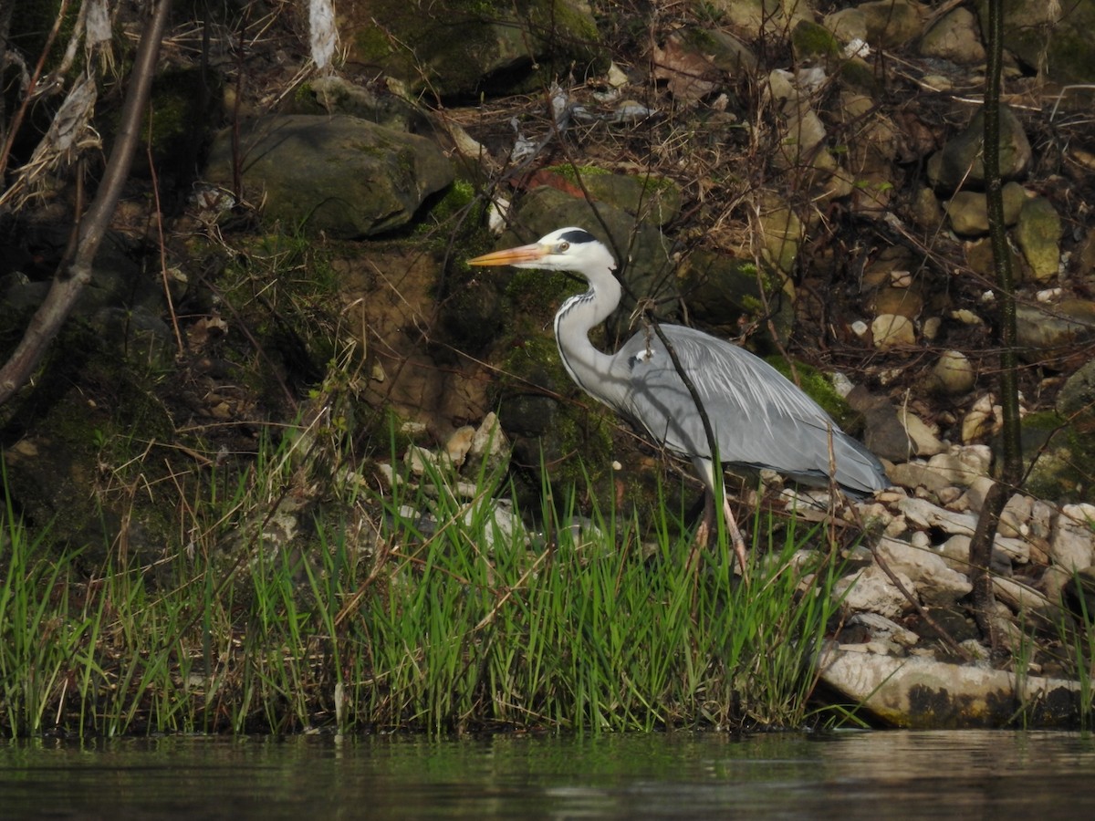 Gray Heron - ML616540993