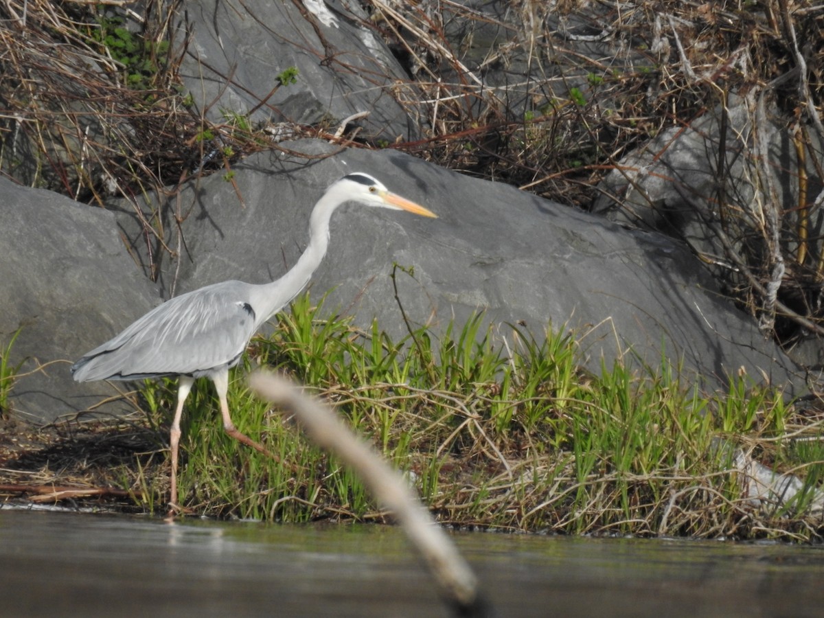 Gray Heron - ML616540994