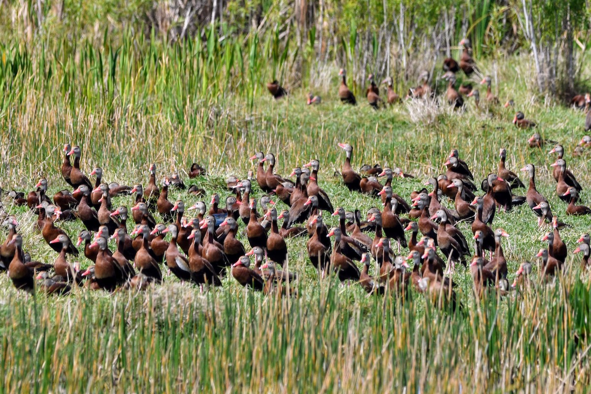 Black-bellied Whistling-Duck - ML616540995