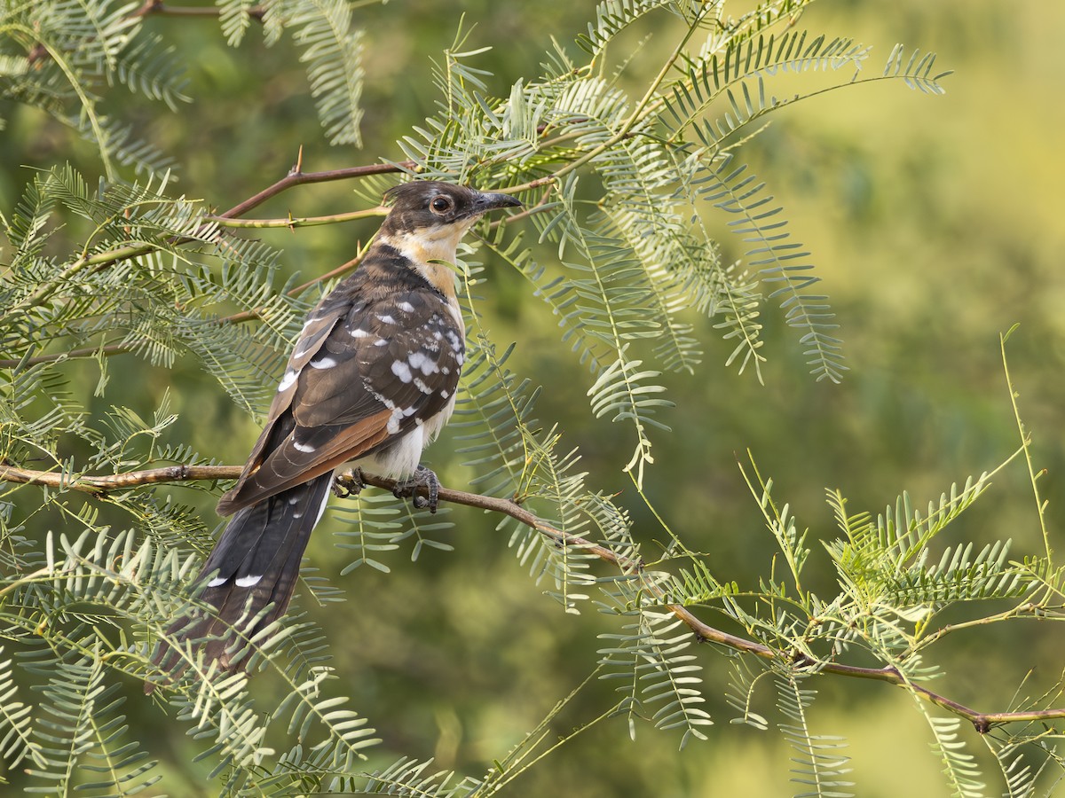 Great Spotted Cuckoo - ML616540996