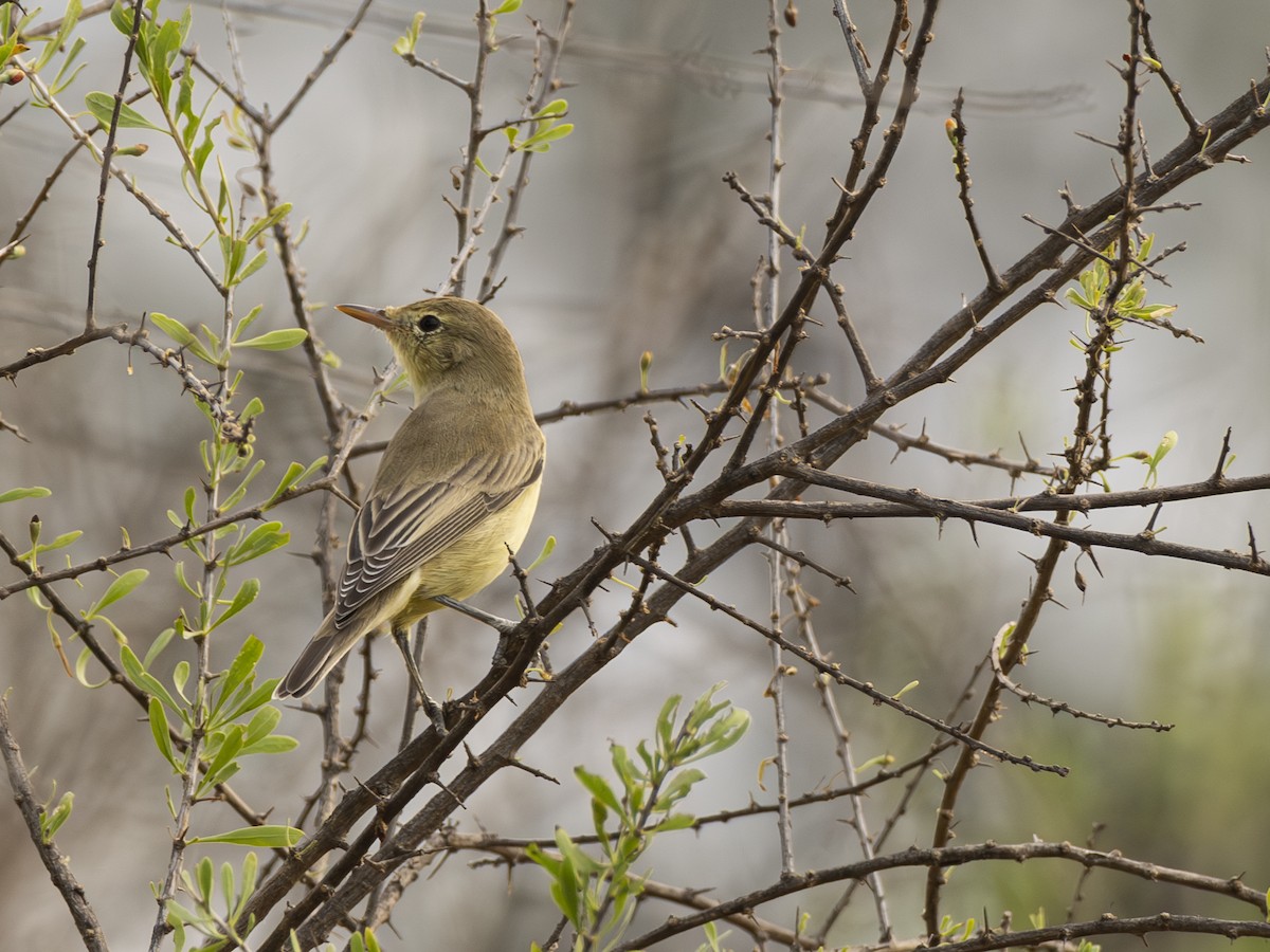 Icterine Warbler - ML616541001