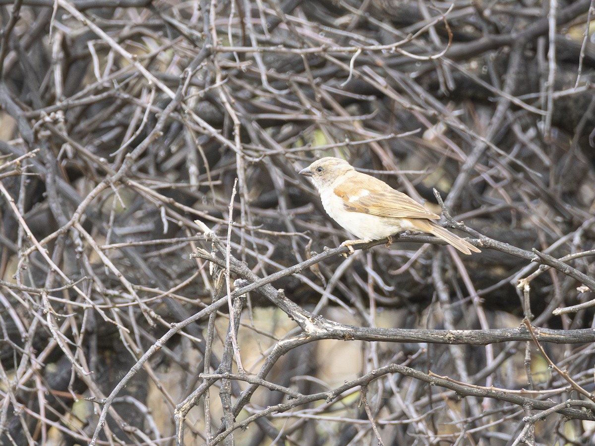 Southern Gray-headed Sparrow - ML616541007