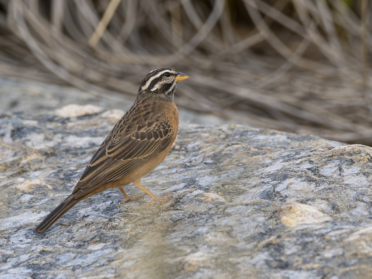 Cinnamon-breasted Bunting - ML616541010