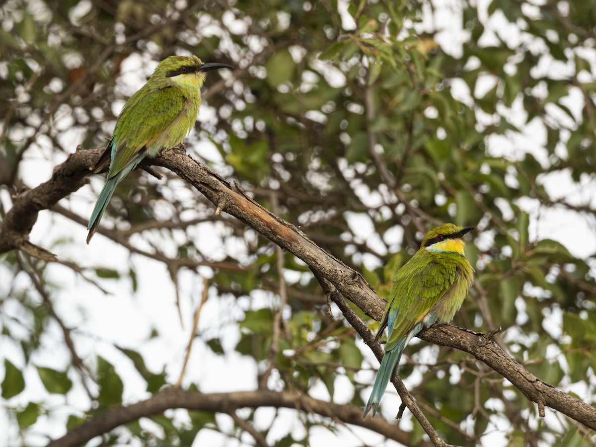 Swallow-tailed Bee-eater - ML616541011