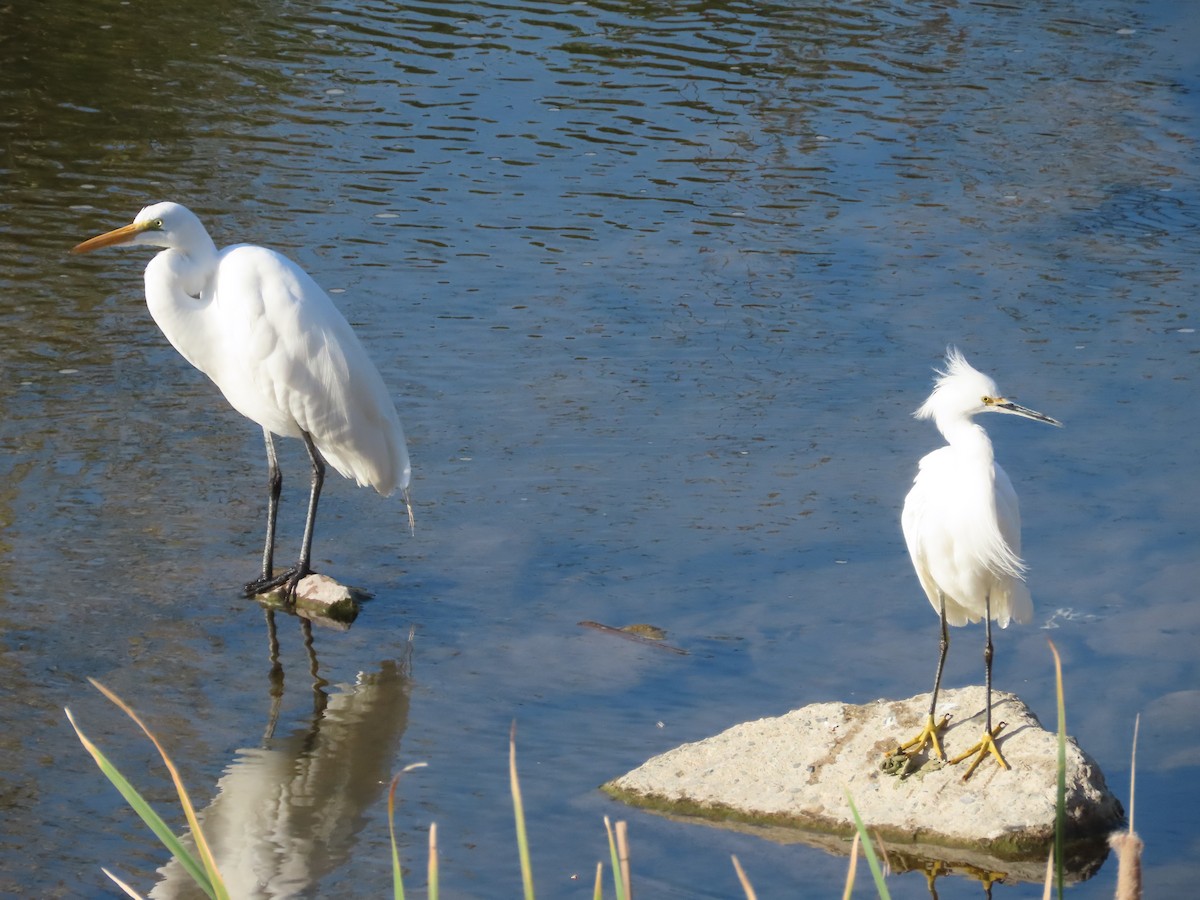 Snowy Egret - ML616541039