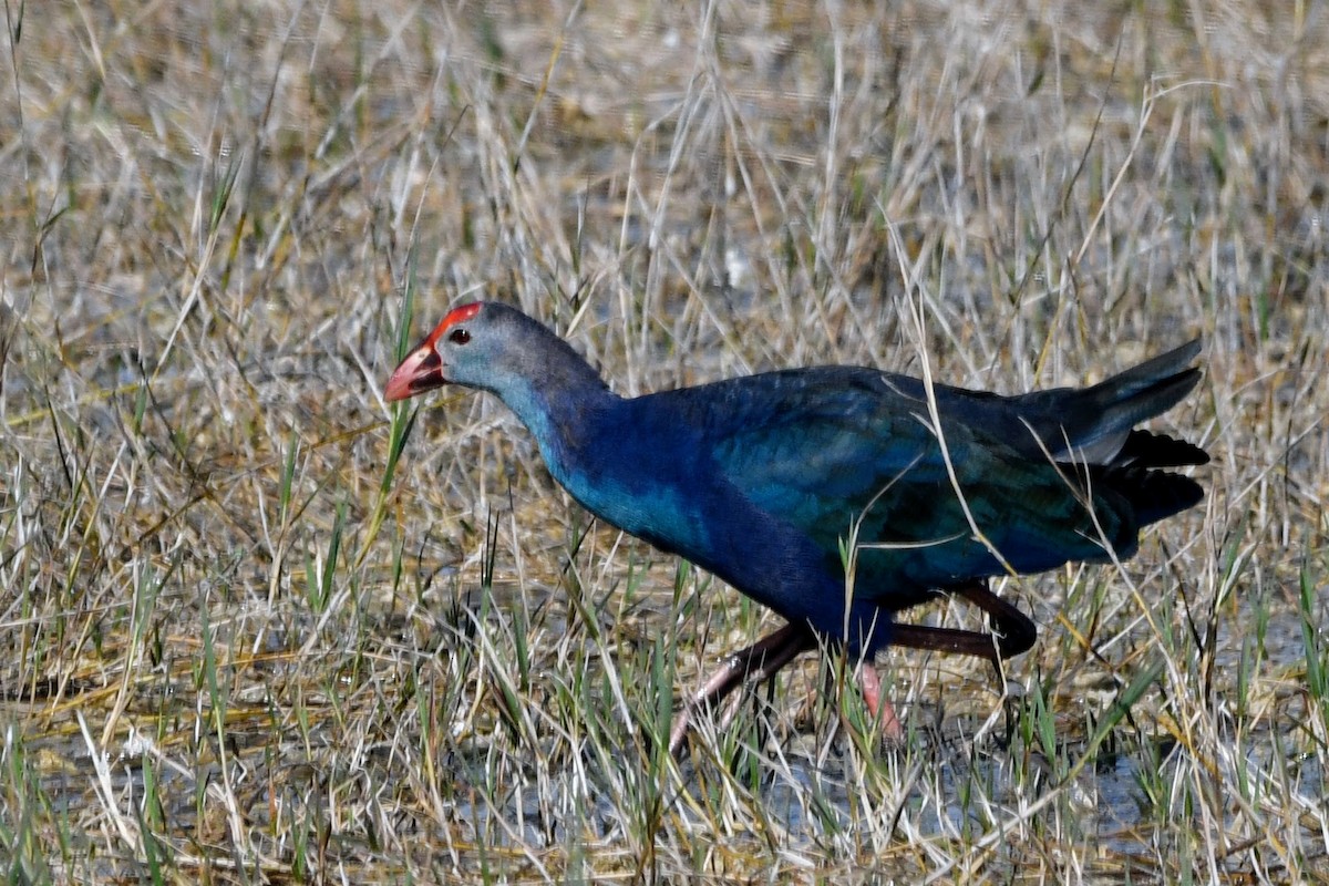 Gray-headed Swamphen - ML616541058