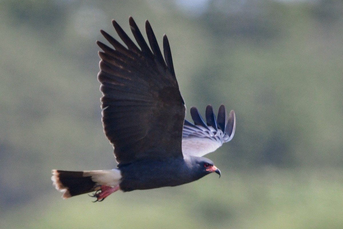 Snail Kite - ML616541064