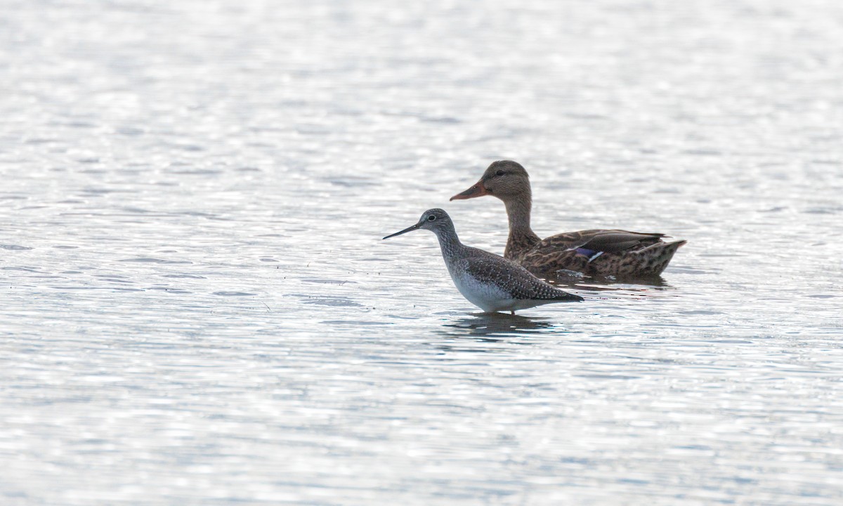 Greater Yellowlegs - ML616541092