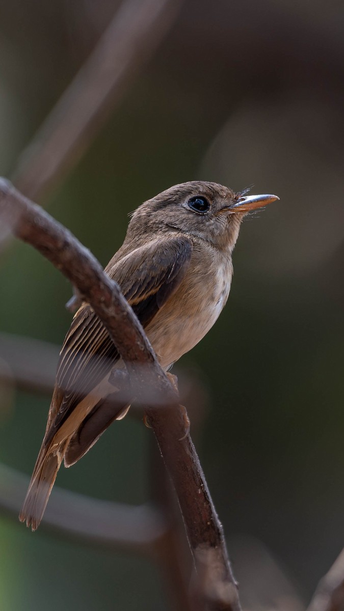 Brown-breasted Flycatcher - ML616541104