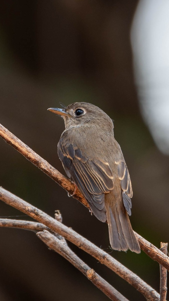 Brown-breasted Flycatcher - ML616541105