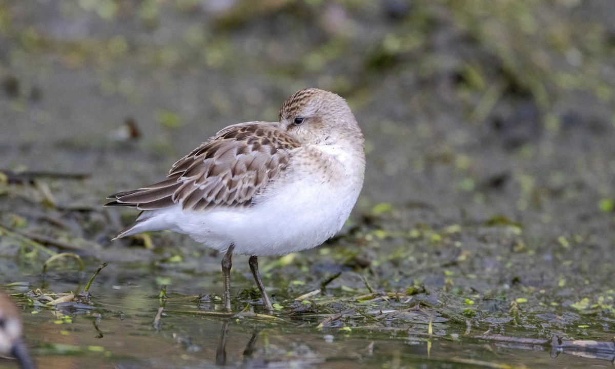 Semipalmated Sandpiper - ML616541120