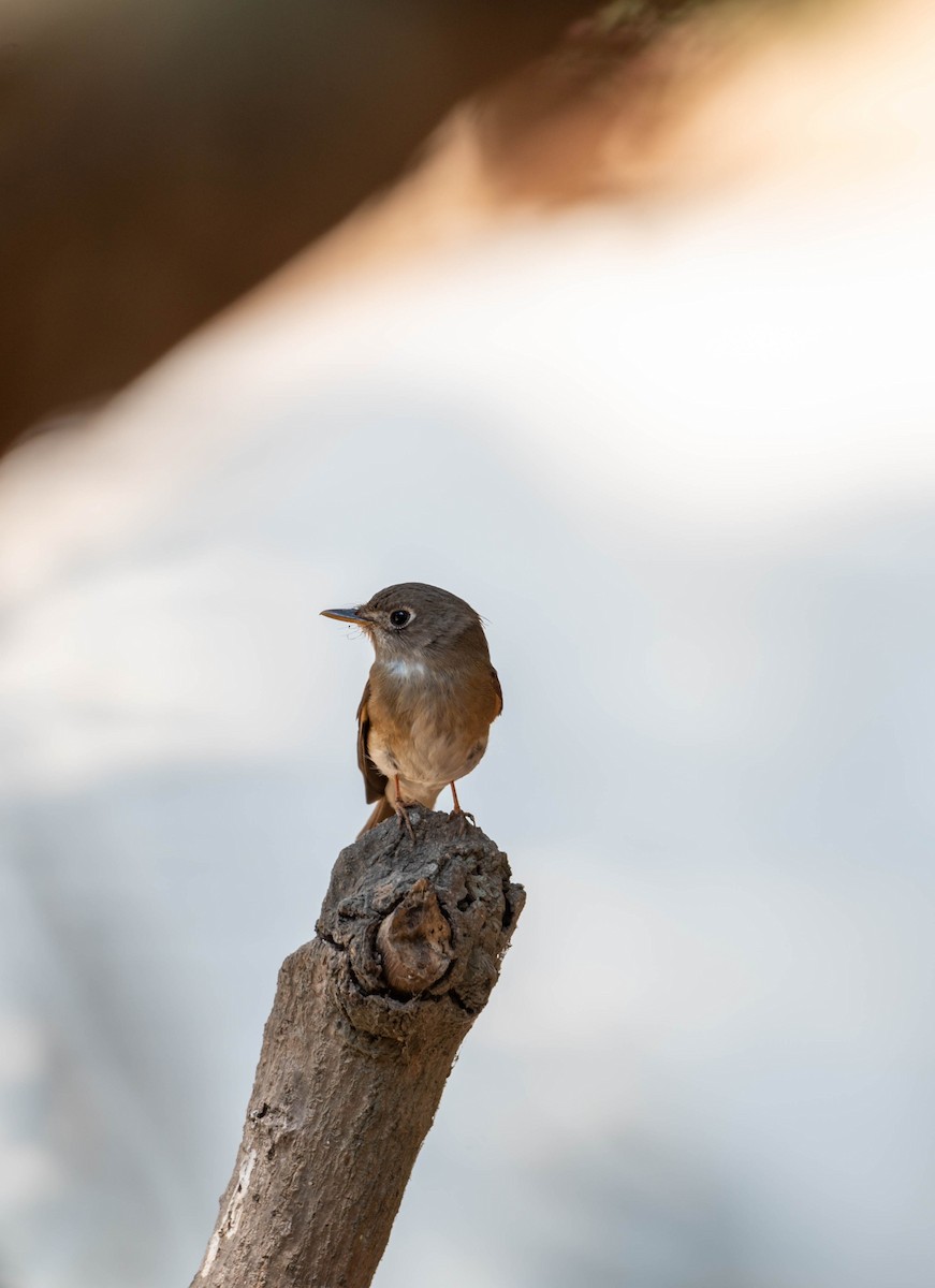 Brown-breasted Flycatcher - ML616541163