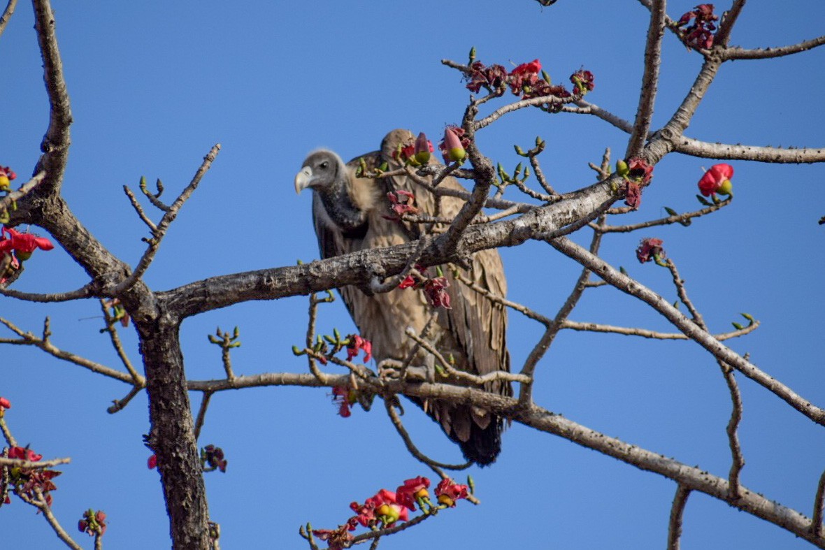 Indian Vulture - Deepak Gairola