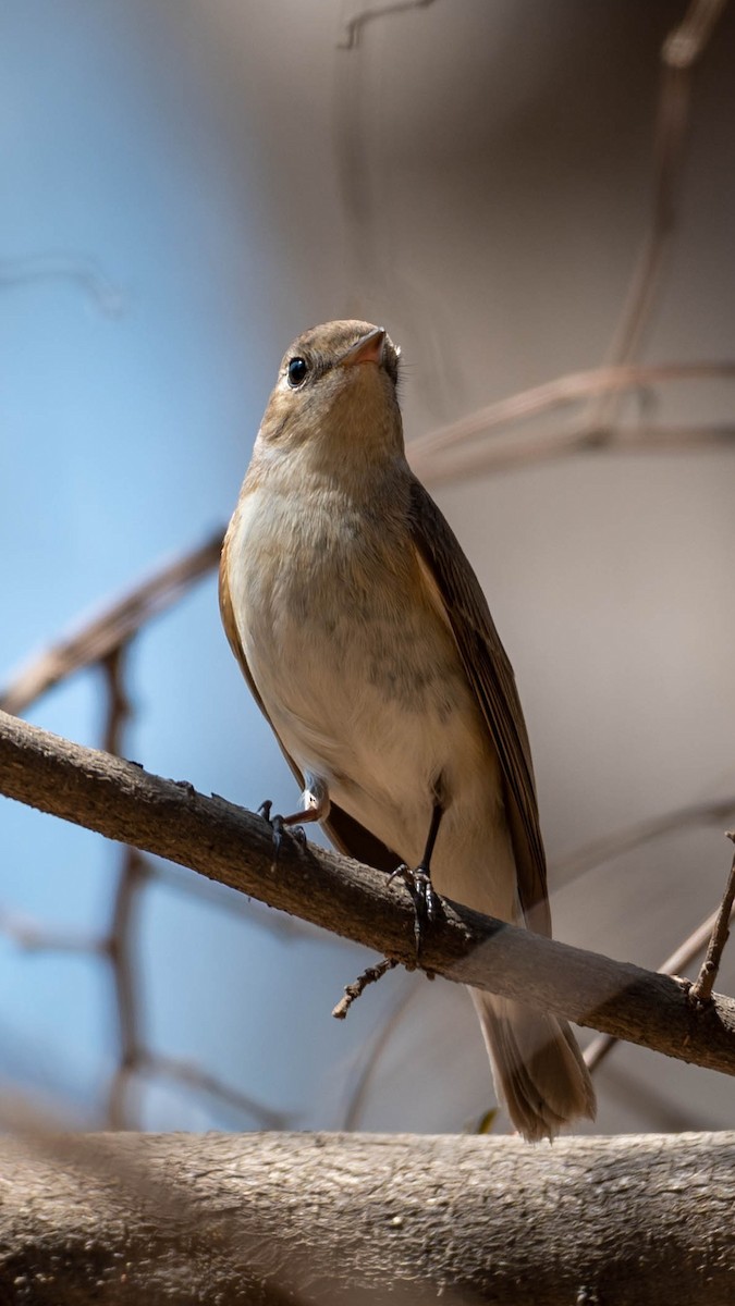 Red-breasted Flycatcher - ML616541216