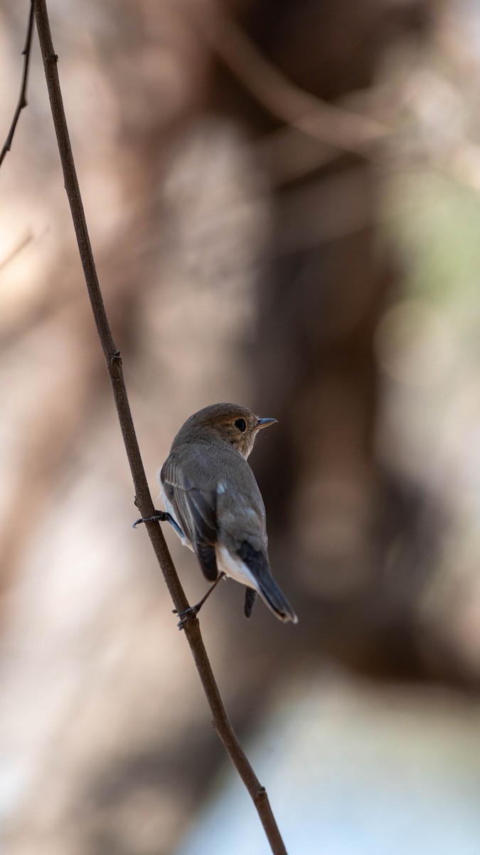 Red-breasted Flycatcher - ML616541217