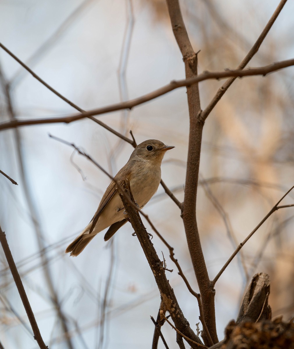 Red-breasted Flycatcher - Sunitha Roshan