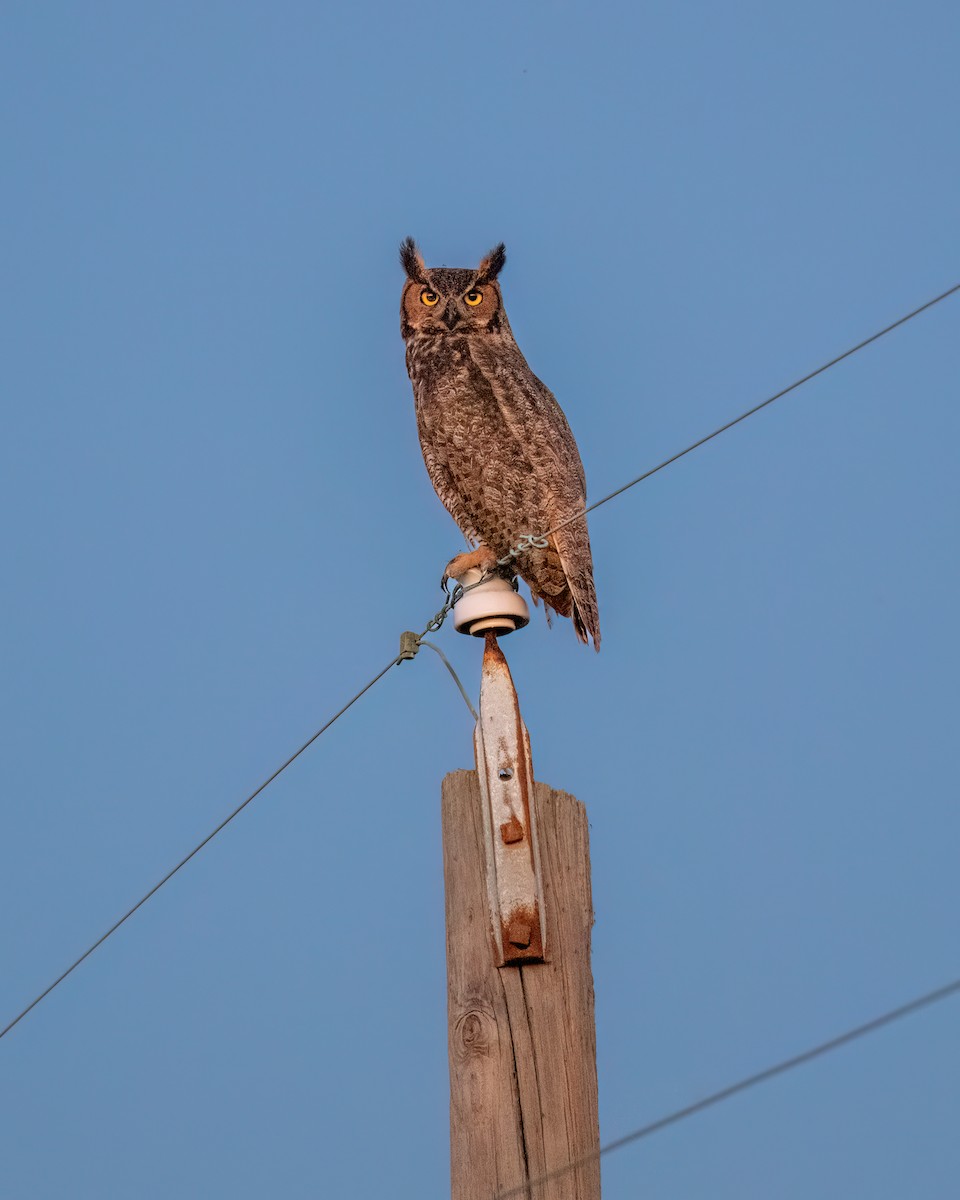 Great Horned Owl - ML616541238