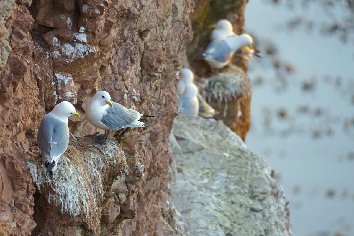 Black-legged Kittiwake - ML616541265